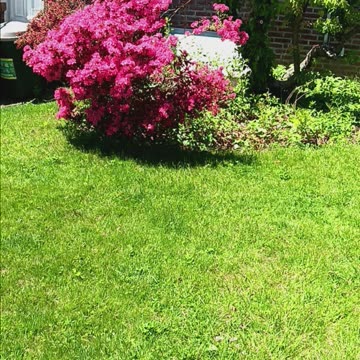 Azalea bush