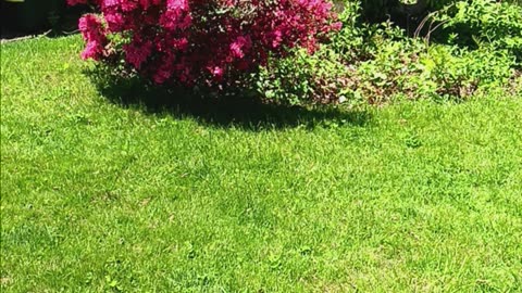 Azalea bush