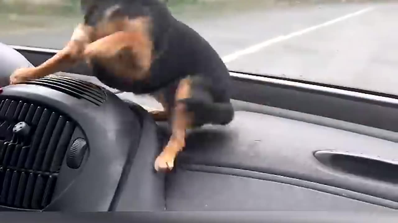 Chihuahua dog freaking out over the wiper