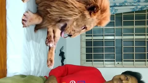 Magic Dekho-35-Lion On Bed-Tiktok