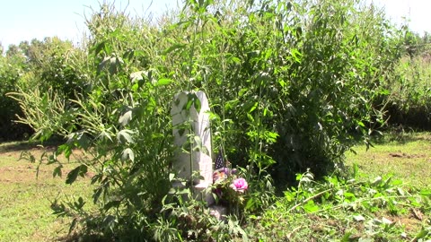 20250823 - Day of the Giant Ragweed