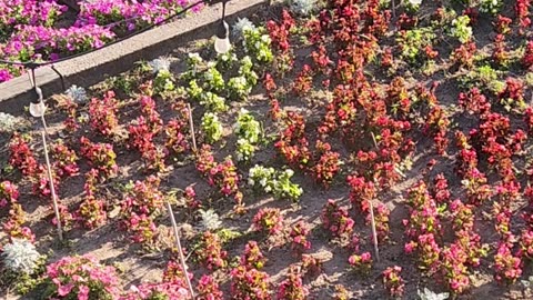 Stalking Box Weeds on a search and destroy mission