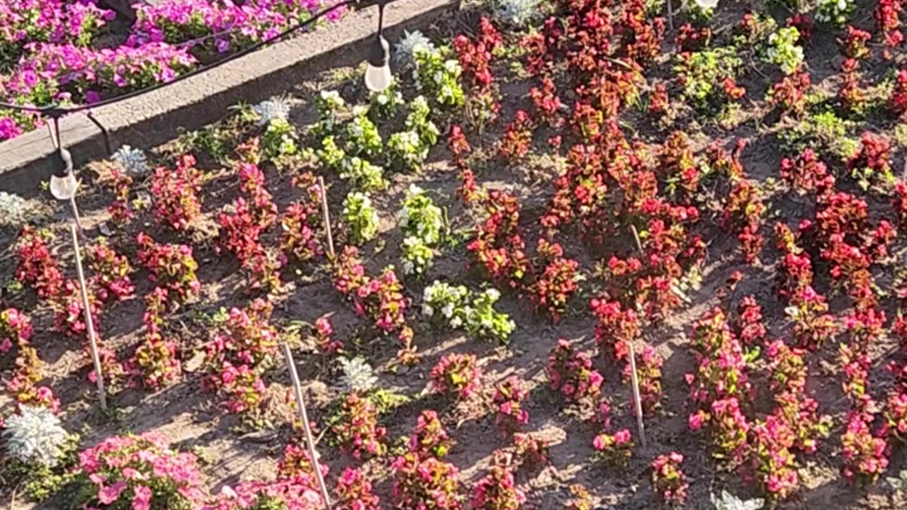 Stalking Box Weeds on a search and destroy mission