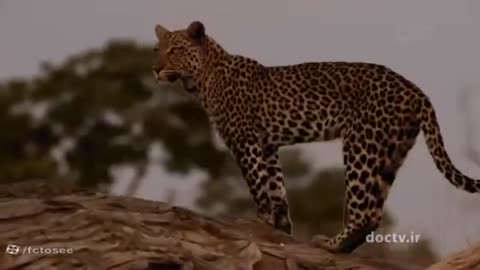 animals