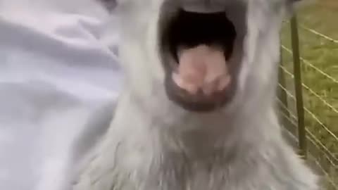 Funny animal reactions 🤪😜