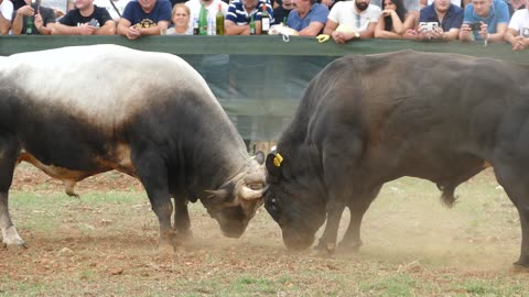 CICKO OD ZEBE VS GRIVA OD BRAĆE BOKO DICMO 2025