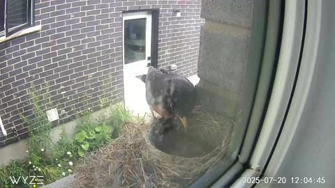 3 hatchlings fed right after 3rd egg hatched