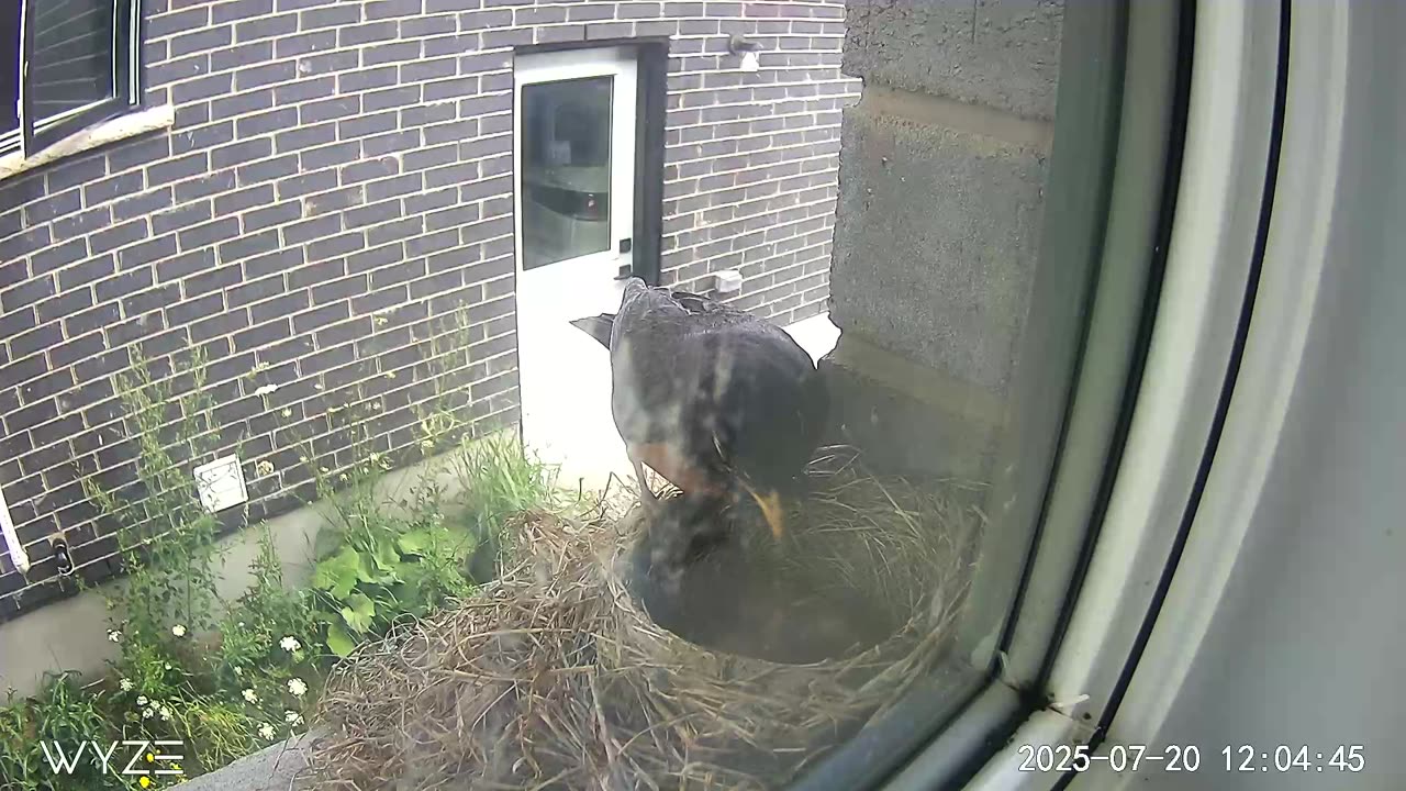 3 hatchlings fed right after 3rd egg hatched