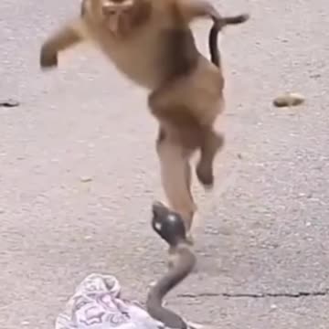 😂#Newfunnyvideo2025 #Viralfunnyvideos #trending videos #comedytime #bestreaction😂😂😂