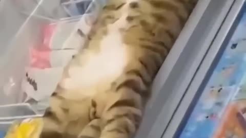 Cute animals #02