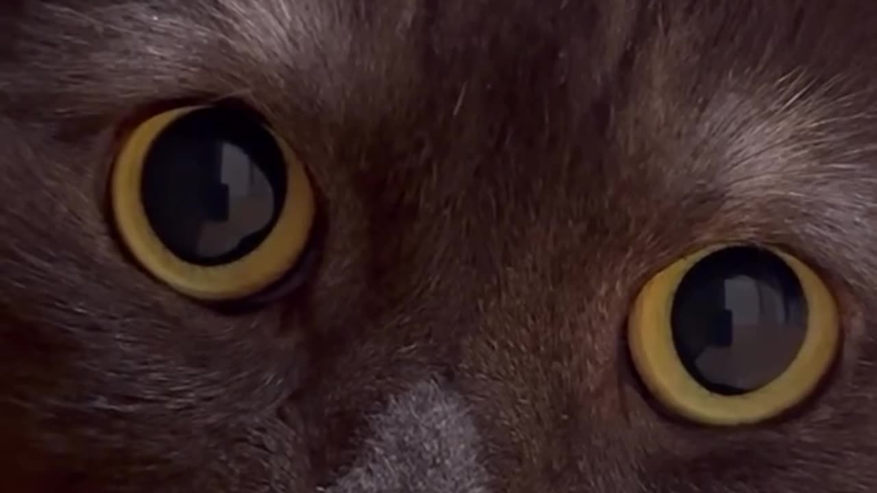 Cute cat