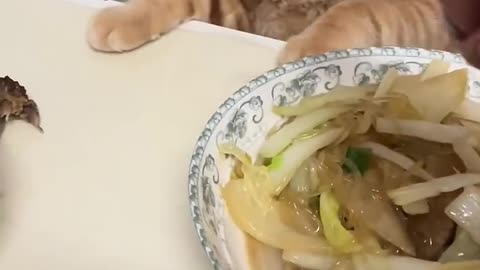 Cat funny🤣