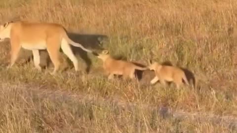 Just two naughty cubs holding onto tails while walking 🥺