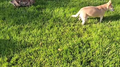 Chihuahua Gets Close to Bunny Nest