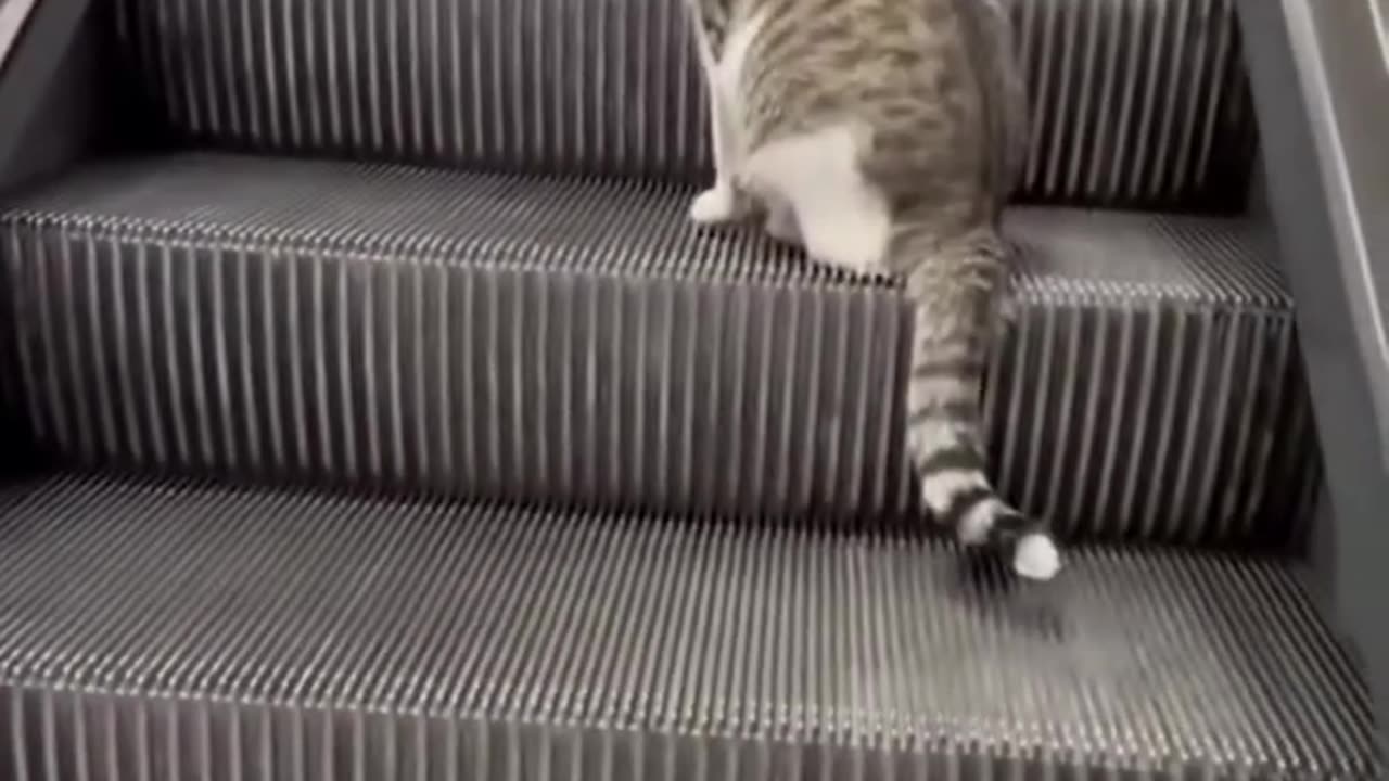 Smart Cat Takes the Escalator! 😺⬆️