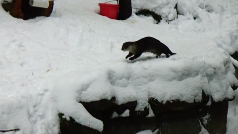 River Otters