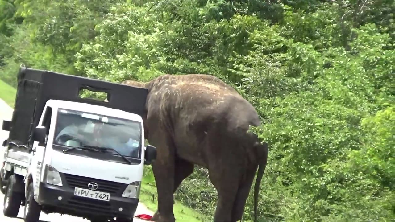 WILD LIFE