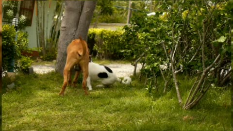 funny video