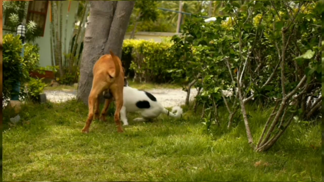 funny video
