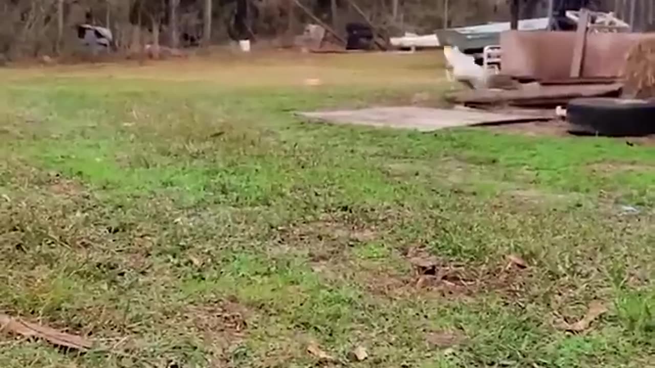 Cute animals