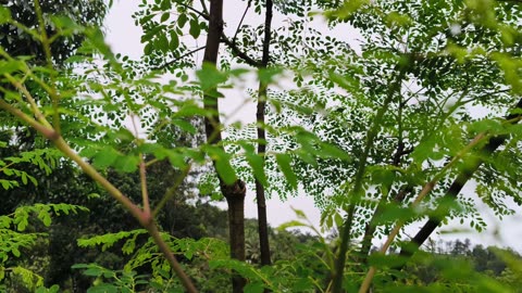 Calming Green Drumstick Tree in 4K | Natural Sounds | Nature Therapy" "4K