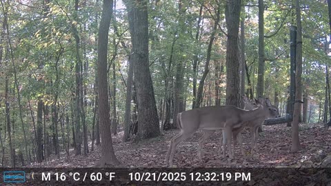 The Woods – 10/22/2025