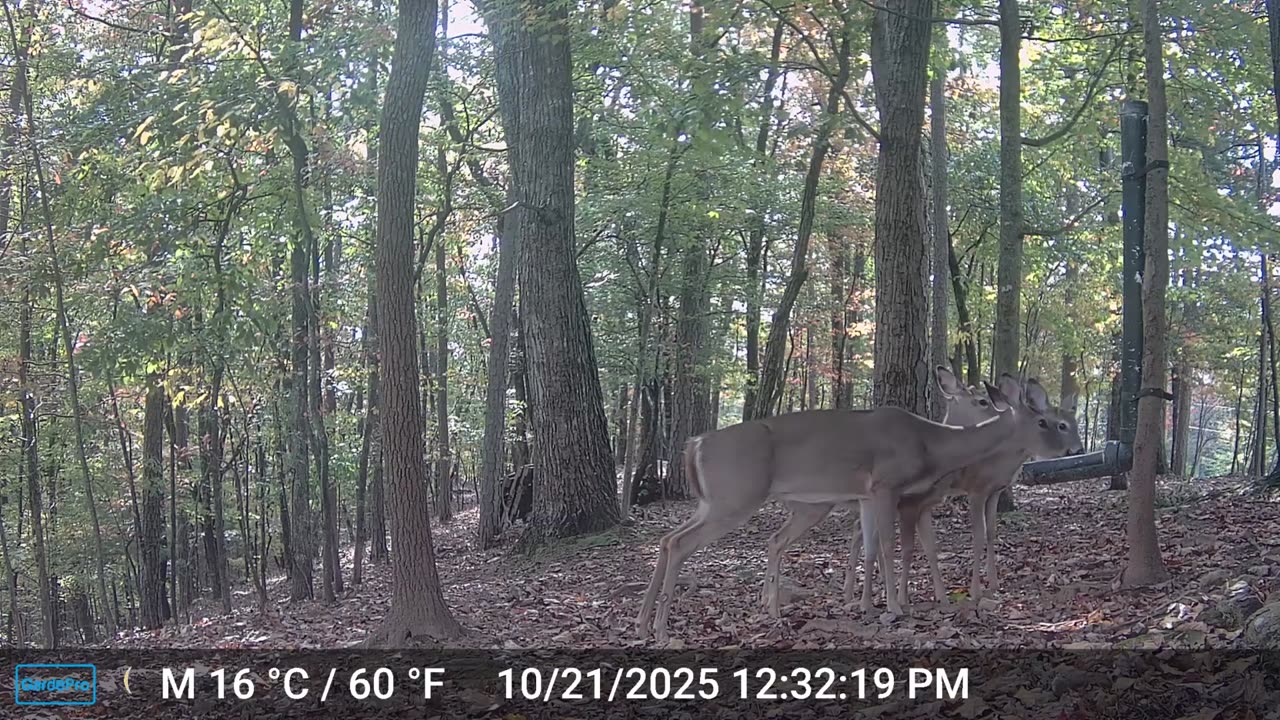 The Woods – 10/22/2025