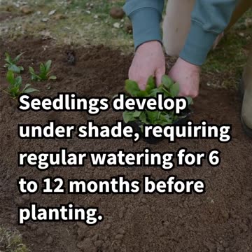 The Fascinating Life Cycle of the Coffee Plant Explained