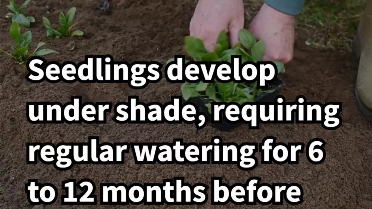 The Fascinating Life Cycle of the Coffee Plant Explained