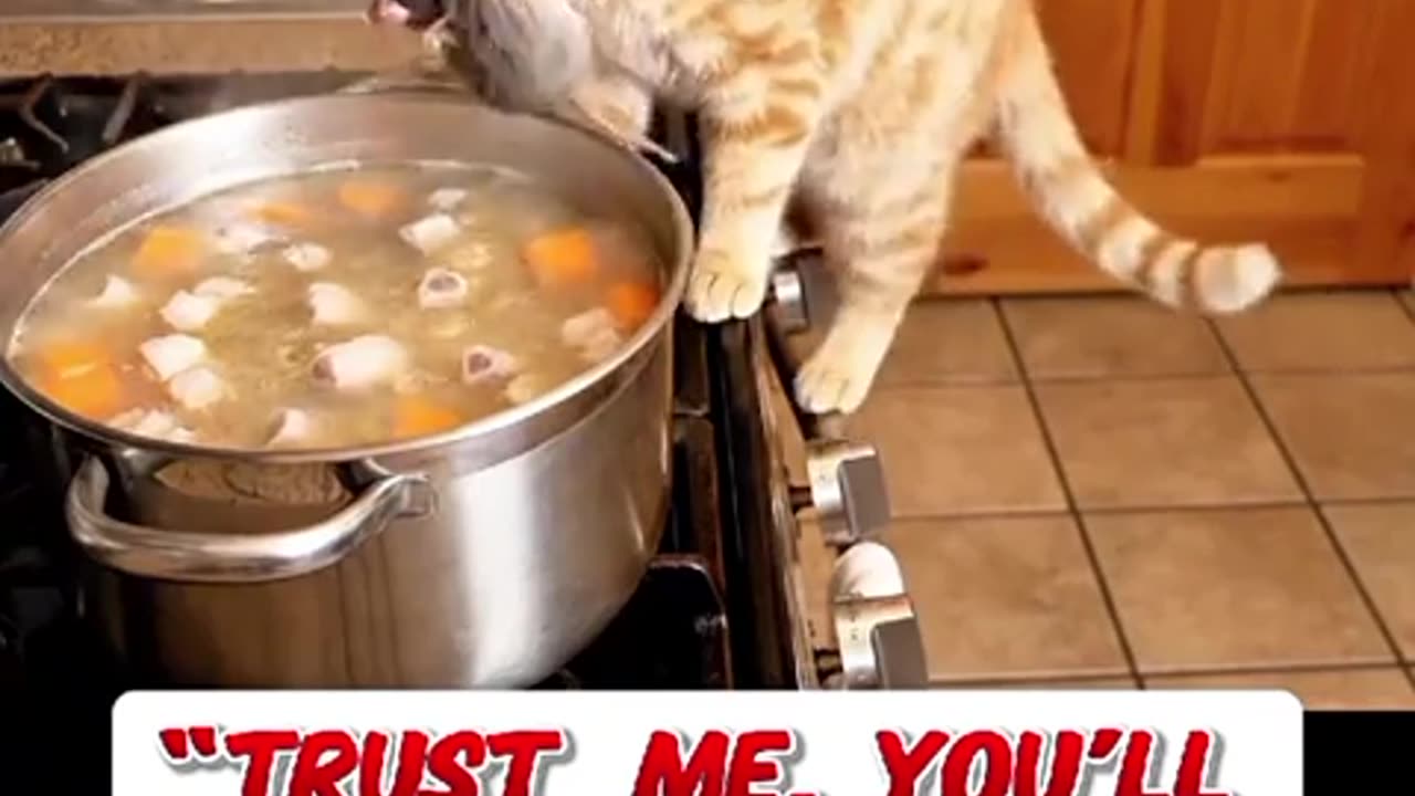 😂🤢 Wait Till You See What This Cat Does to the Soup! | FunFM
