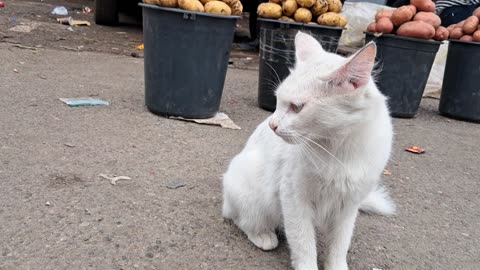 Market Meowgician on Patrol 🐱🥔📸