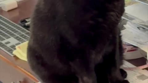 Cute Precious Piper is a Secret Agent - Adopting a Cat from a Shelter Vlog #shorts