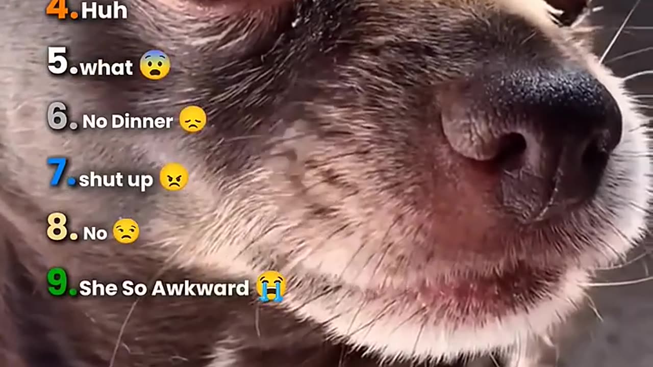Ranking Dogs Understanding English