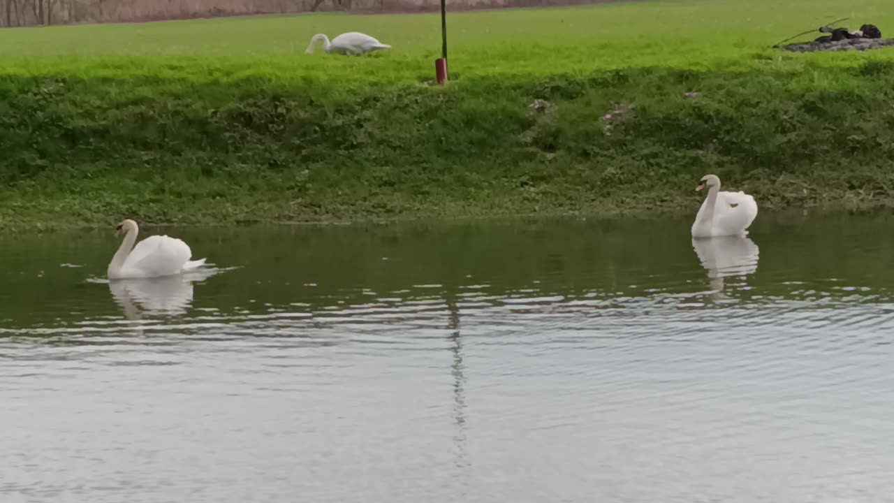 Majestic Swans Gliding Through the Pond