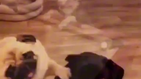 THE FUNNIEST KATS AND DOGS 2025 PETS COLLECTION CUTE KATS 10 MINUTES OF SMILE AND HAPPINESS #4