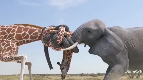 funny animal video