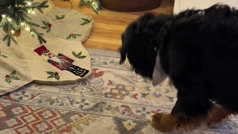 Puppy Doesn't Trust Christmas Decor