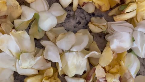 Gardenia Flowers Being Dried