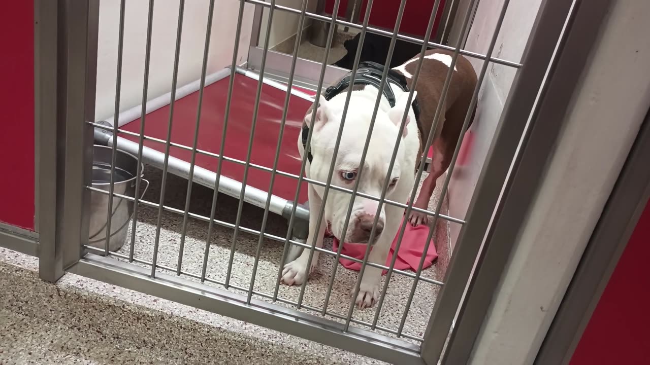 Yeti-naps on bed some 1y A869662 Pheno-eye patch 10mos A863560 kennel 135 PACC shelter_20250611_914