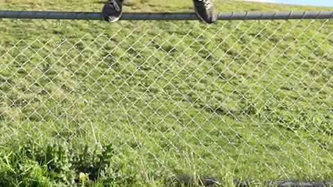 How Animals Get Over a Fence (With Emojis) 😂