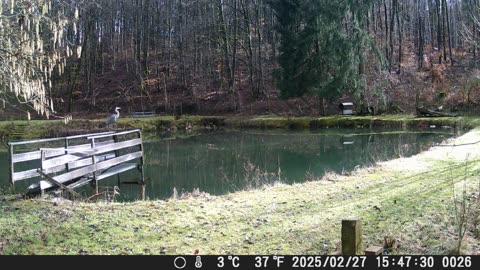 Fischreiher am 27022025