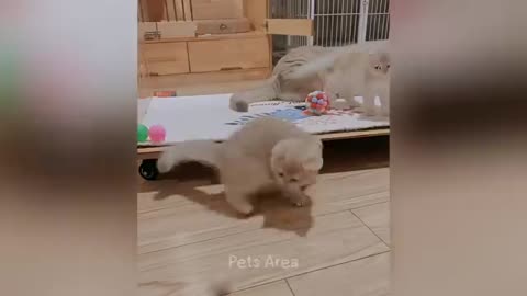 Animal humor