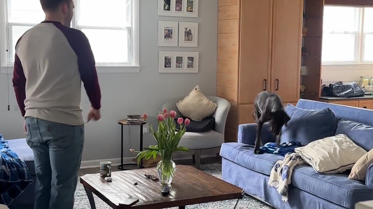 German Shorthaired Pointer Puppy Zoomies