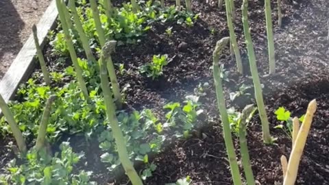 It’s asparagus season