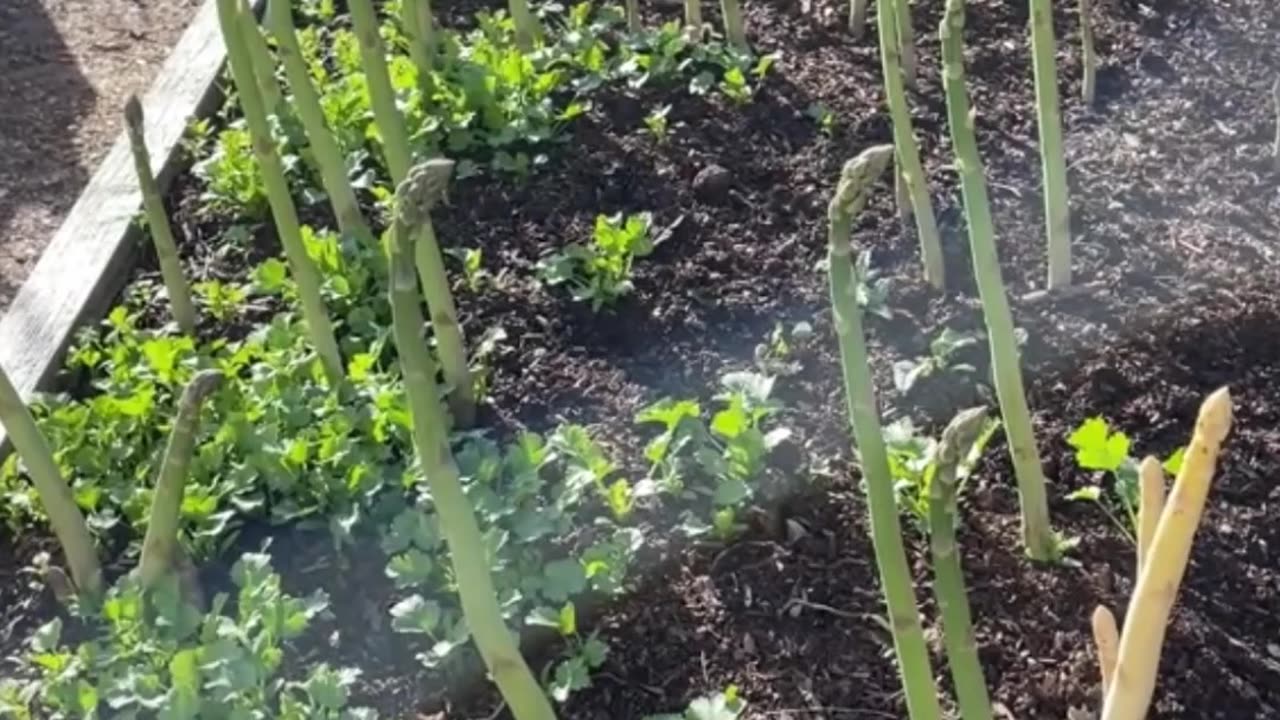It’s asparagus season