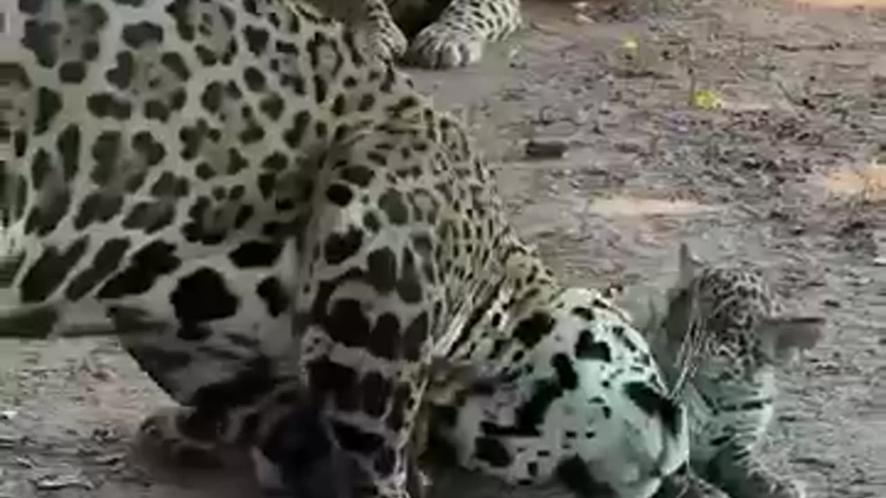 animals