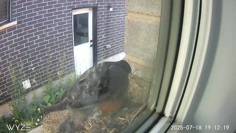 Robin first feeding