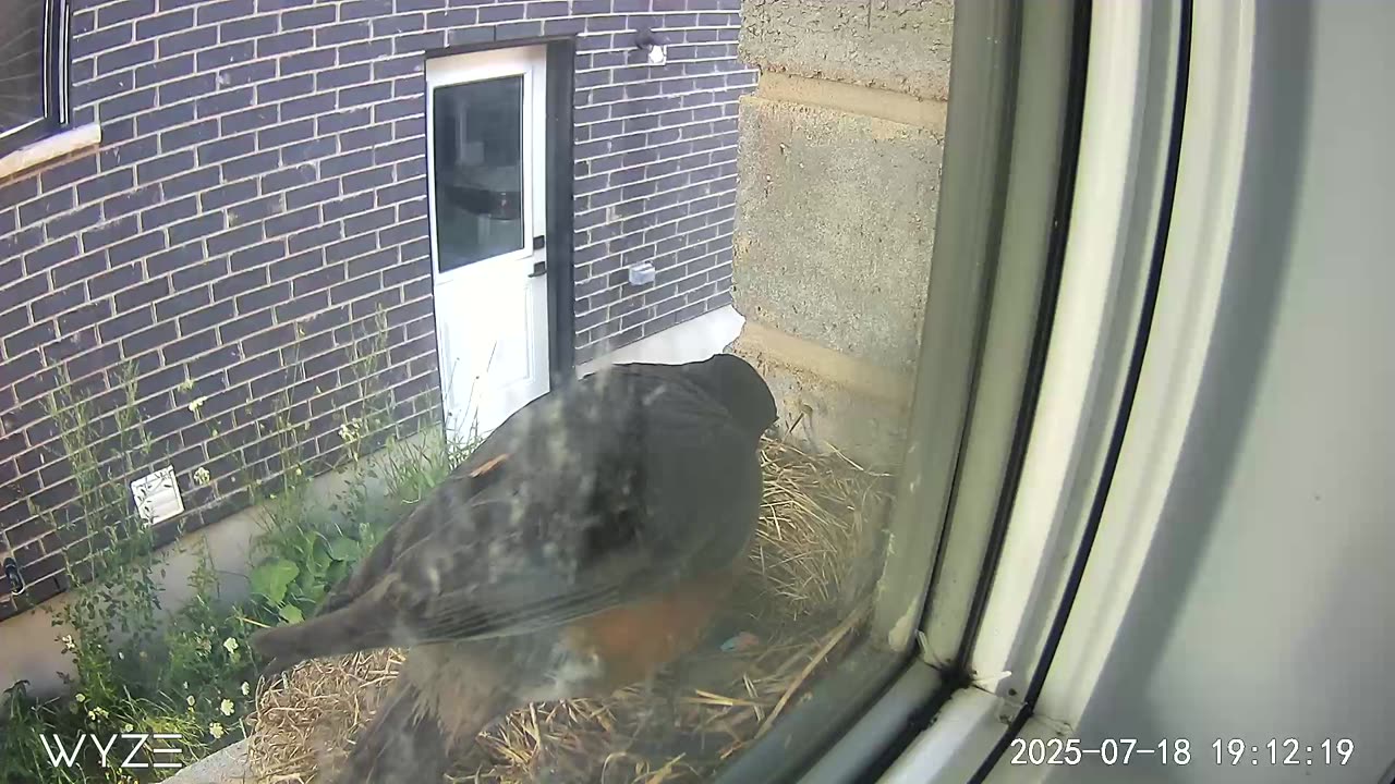 Robin first feeding