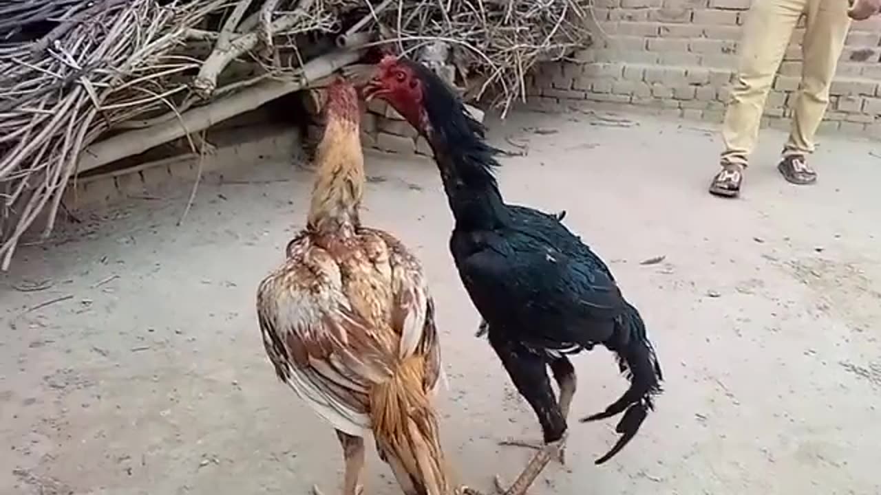 Rooster 🐓 fight video