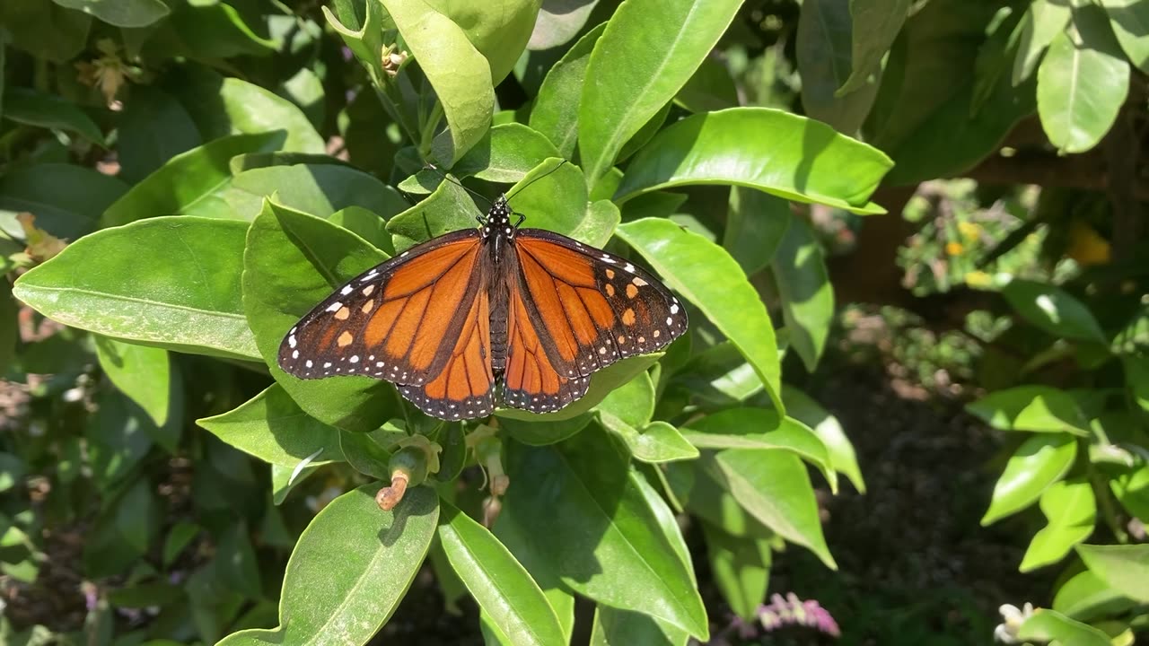 Beautiful Monarch Butterfly